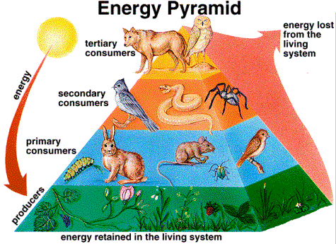 生物都有天敌相克,那病毒有没有天敌?是什么阻住它过...