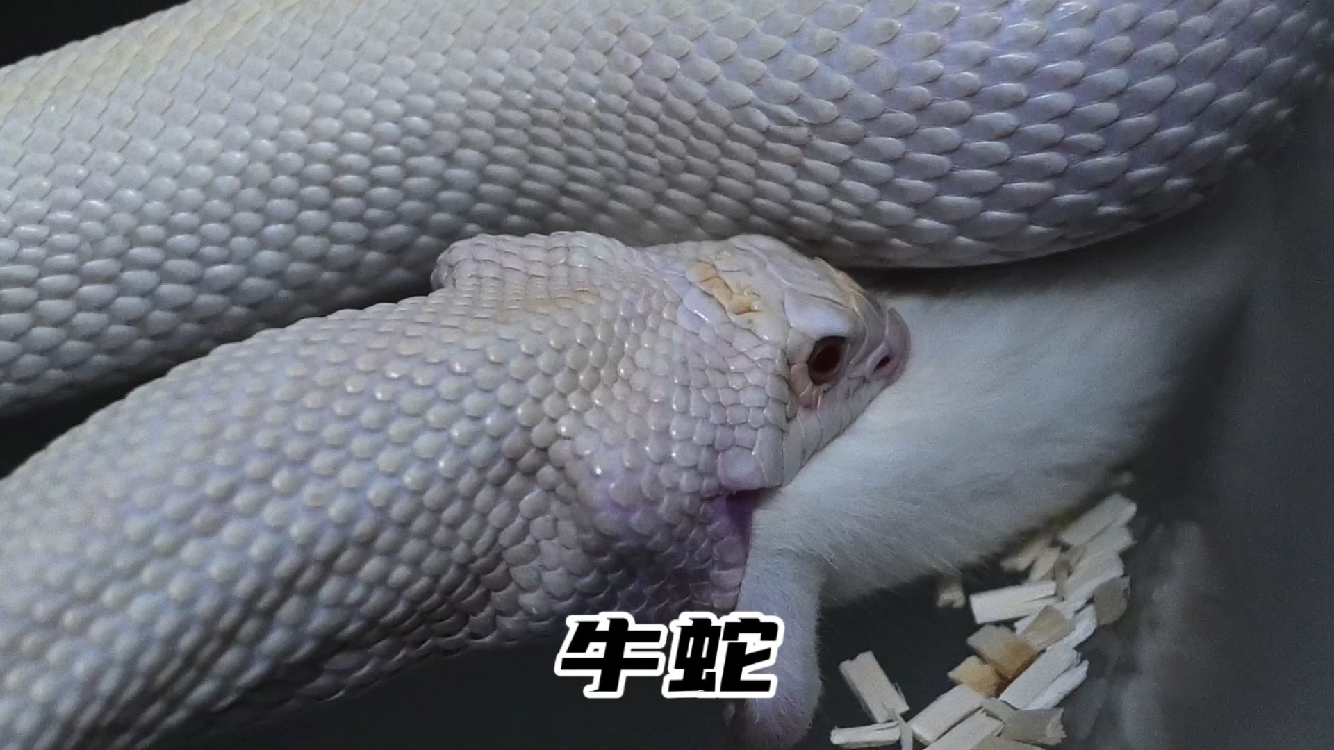 母牛吃蛇到底是怎么回事？这背后隐藏了哪些惊人秘密？