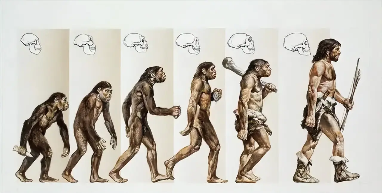 巴拿马猴子进入石器时代 会威胁人类地位吗