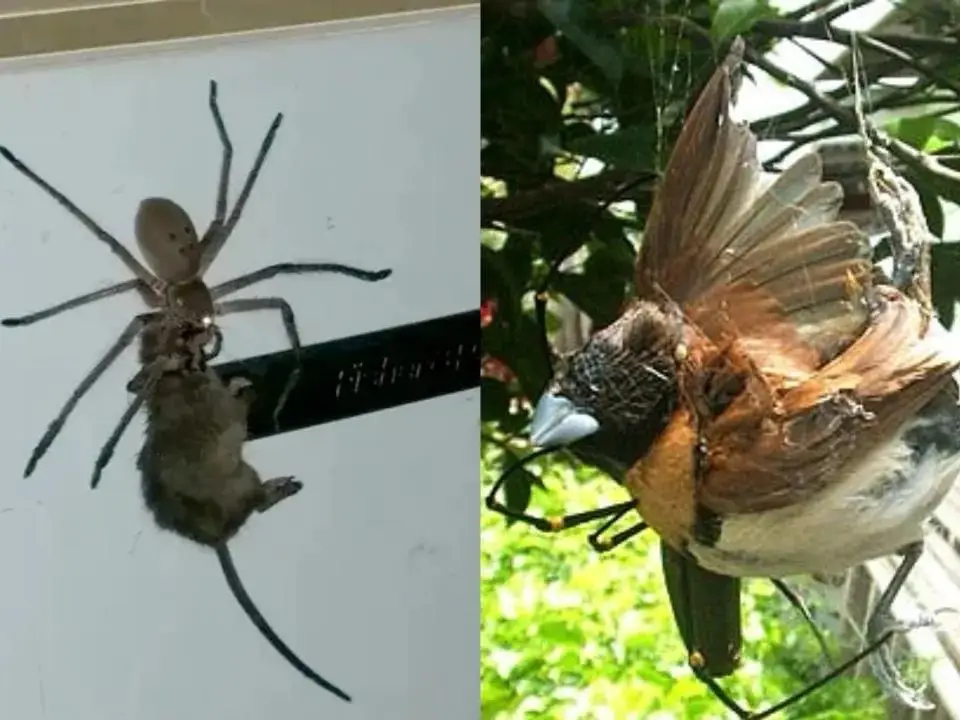 这个地方你听说过有蛇、蜘蛛和鲨鱼，但却是出了名的安...