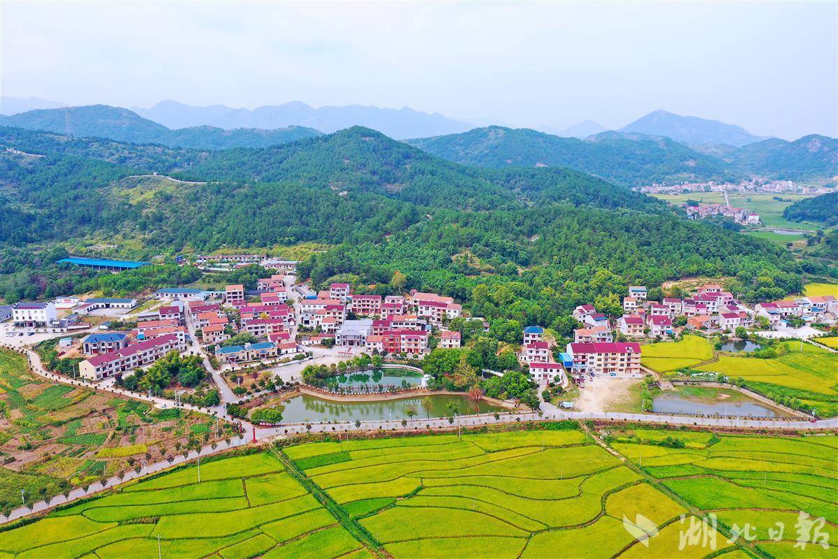 黄梅时节，是人间美味的好时节？...