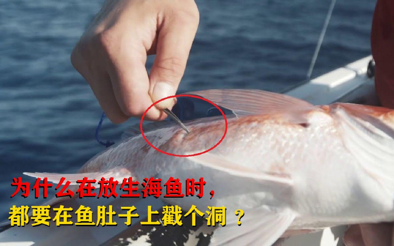 为什么海钓放生的时候要在鱼肚子上扎个洞？这到底有什么好处？