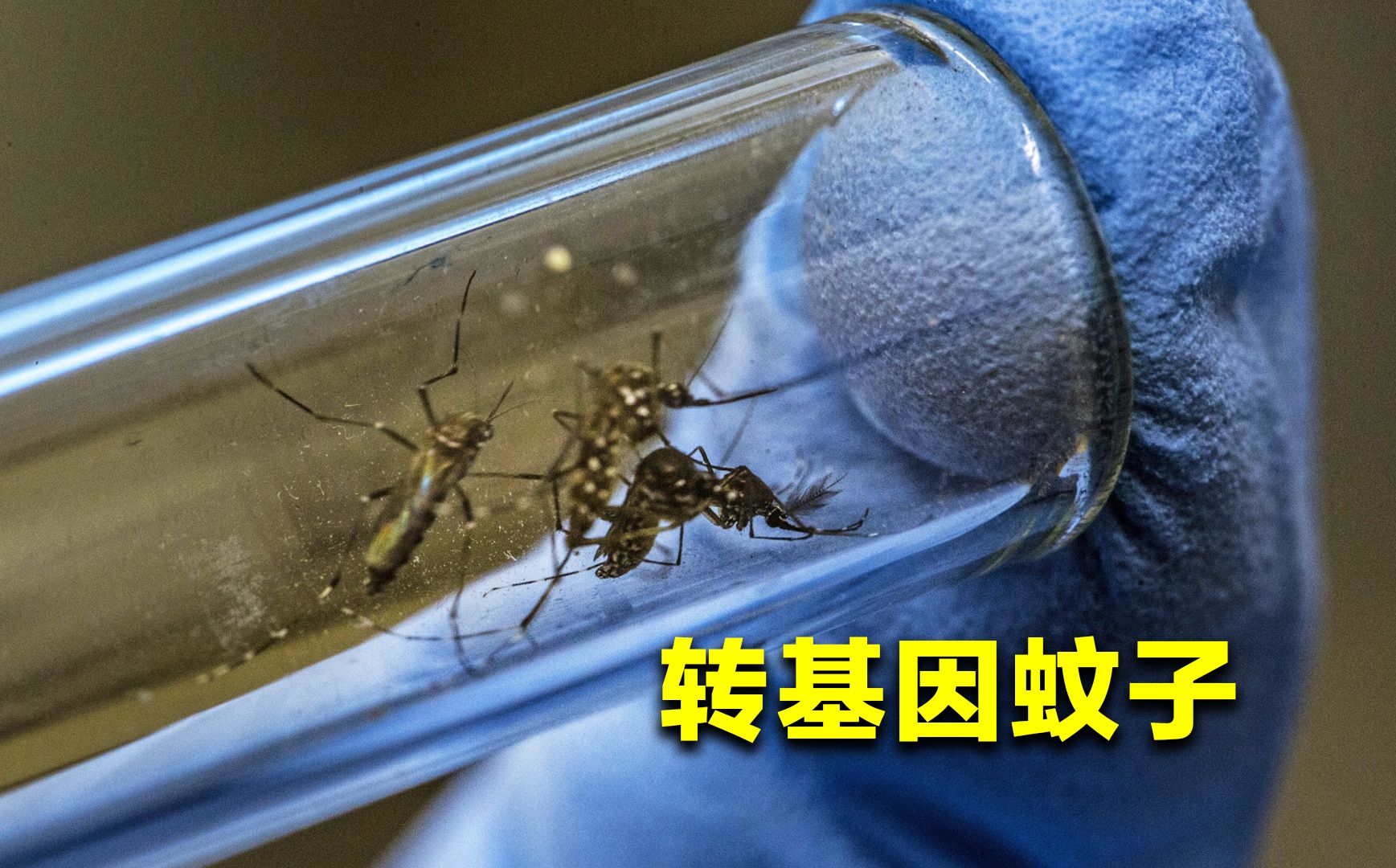 美国释放转基因蚊子到底会带来哪些影响？真会让普通蚊子抗药性爆棚吗？