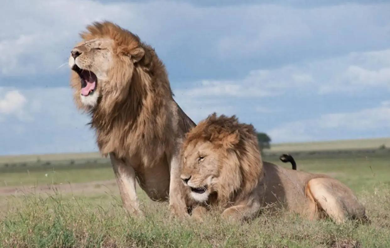 为什么雄性动物比雌性动物更凶猛好斗？男女对性的态度为何差别那么大？