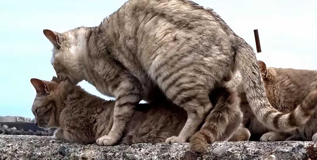 猫咪交配时为什么会发出凄惨的叫声？公猫咬母猫后颈到底是为什么？