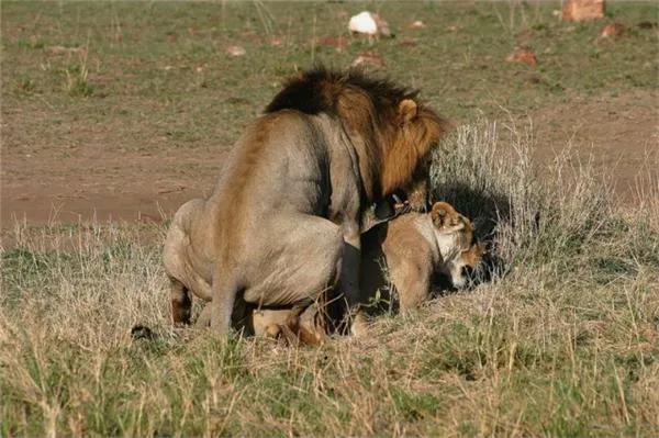 人类为什么没有像其他动物一样有「发情期」？...