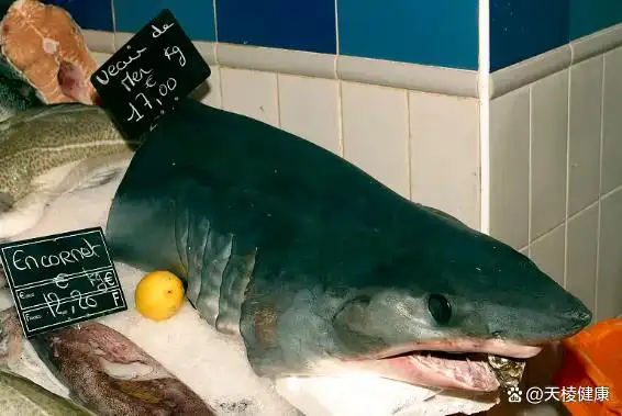 为什么人类只吃鱼翅，而不吃鲨鱼肉？...