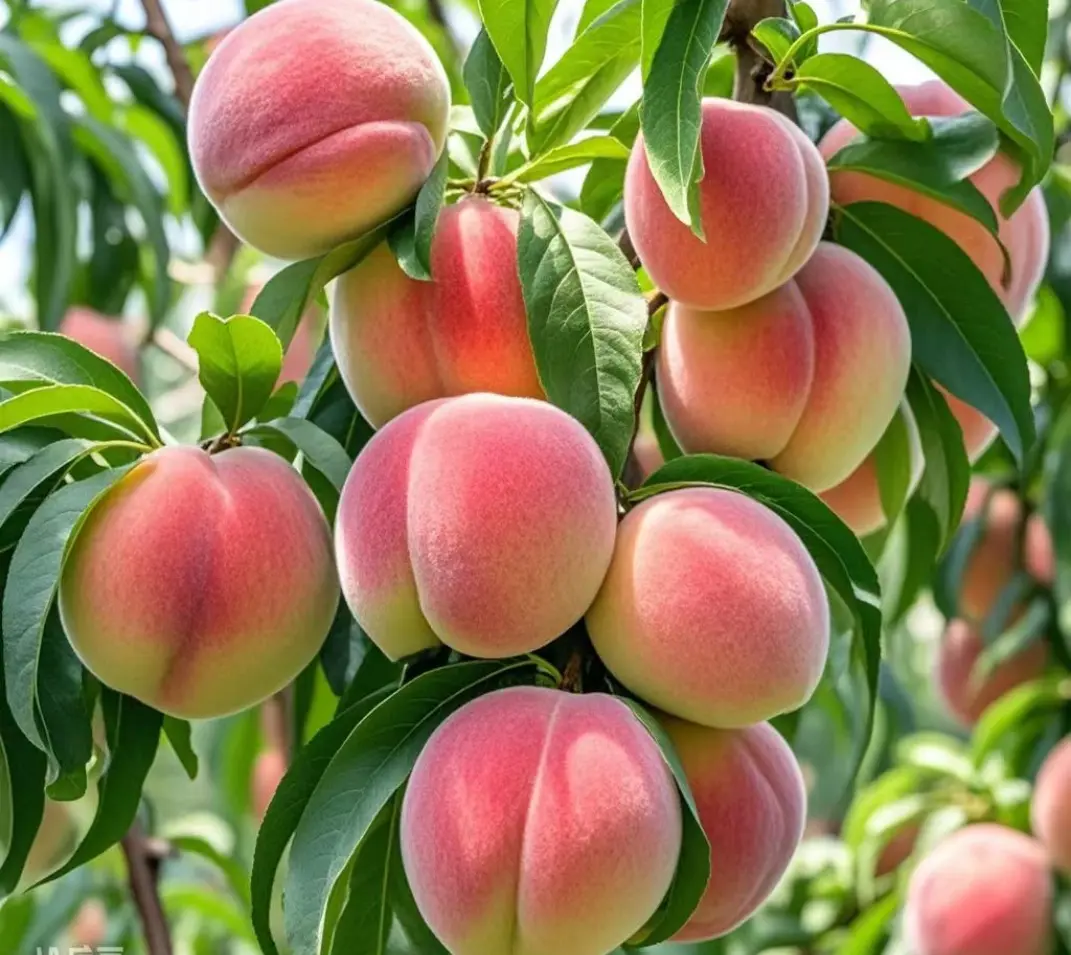 中国是“桃”的故乡？桃与桃文化有什么历史？...