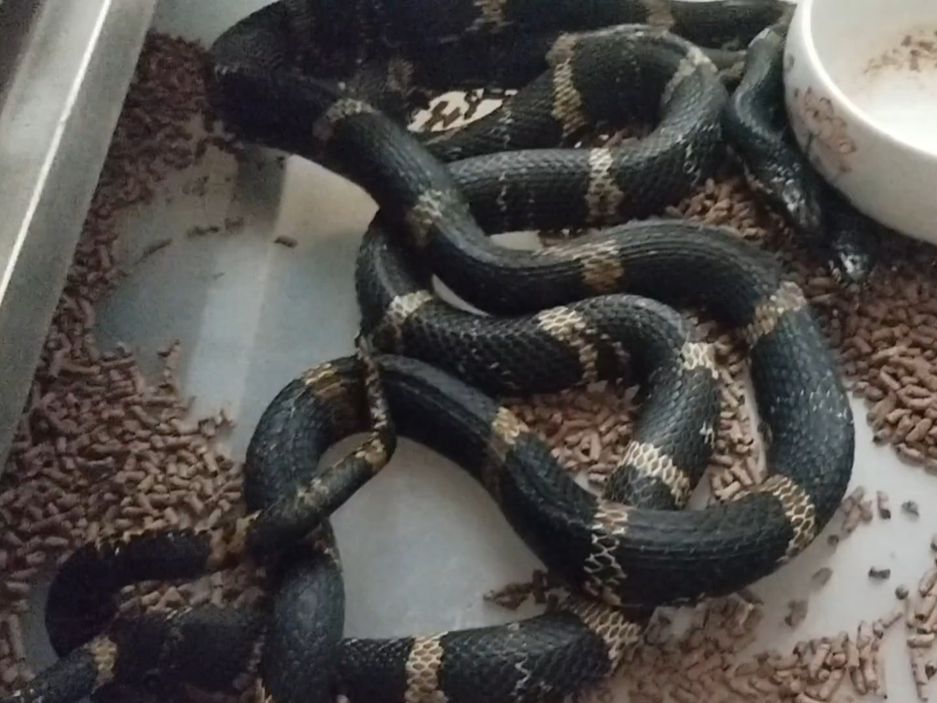 从进化来说，动物交配时间长有优势？还是短有优势？...