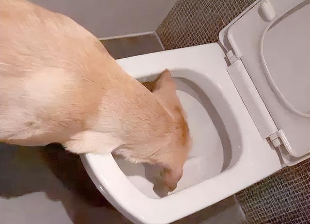 为什么进化,让动物的便便都是臭的?科学家:香了就会...