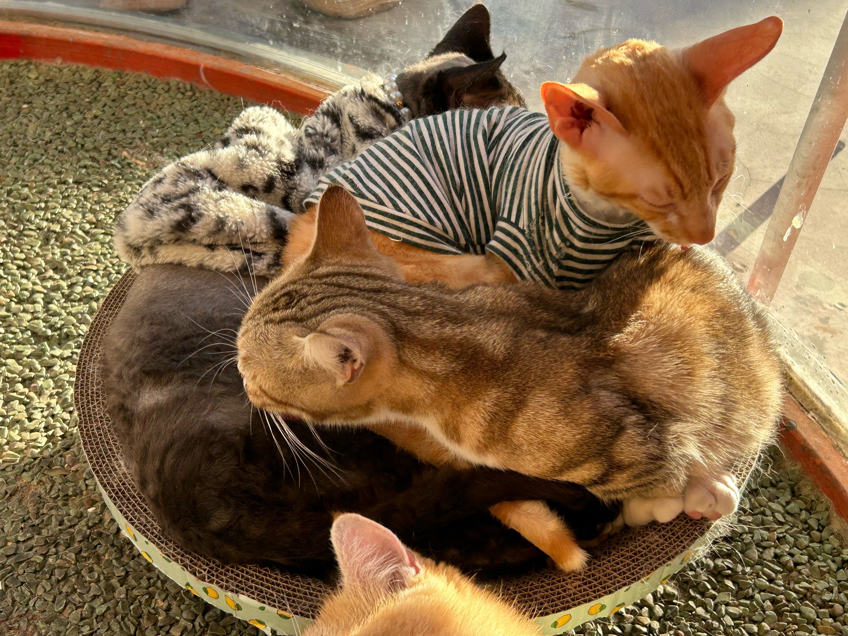 如果发现了外星人,我们可以吃它们吗,像吃鸡鸭鱼肉一...