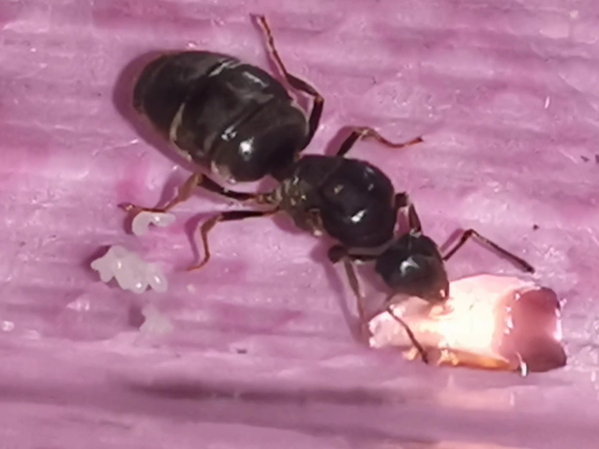 一只蚂蚁来到新的蚁群会被排斥吗？...