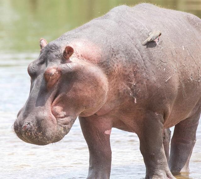 哪些动物能在短时间内跑完42公里？你知道答案吗？