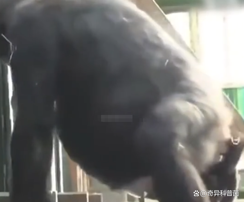 动物排便不擦屁股原因 人类为什么必须擦屁股