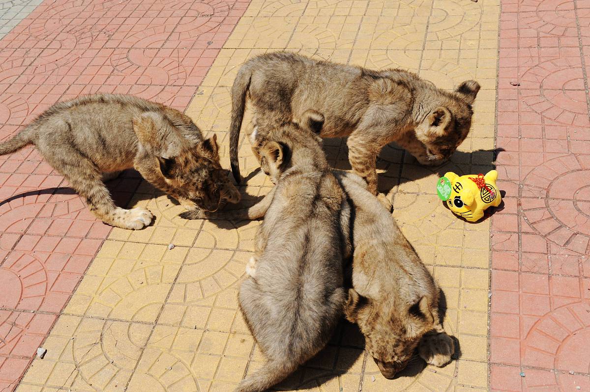 动物便便不擦屁股很干净 人类为什么不行