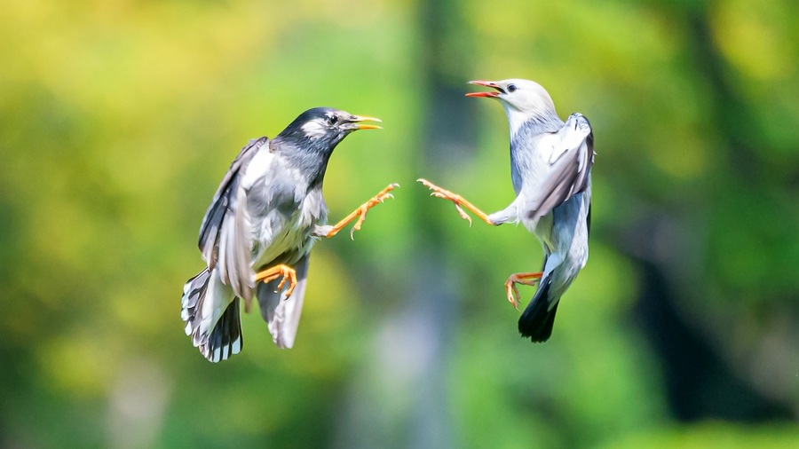 中国游客行为极端缘于自卑？...