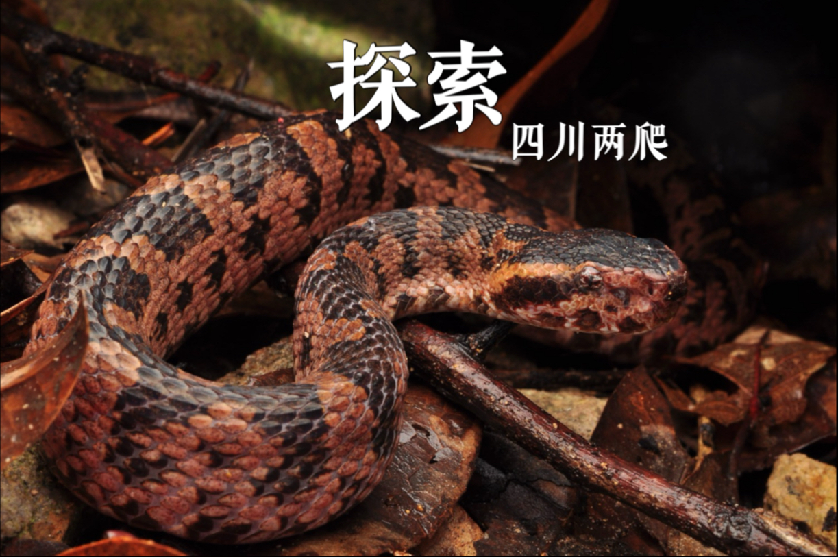 男子被超级毒蛇咬伤，教科书式操作成功自救，为何要打...