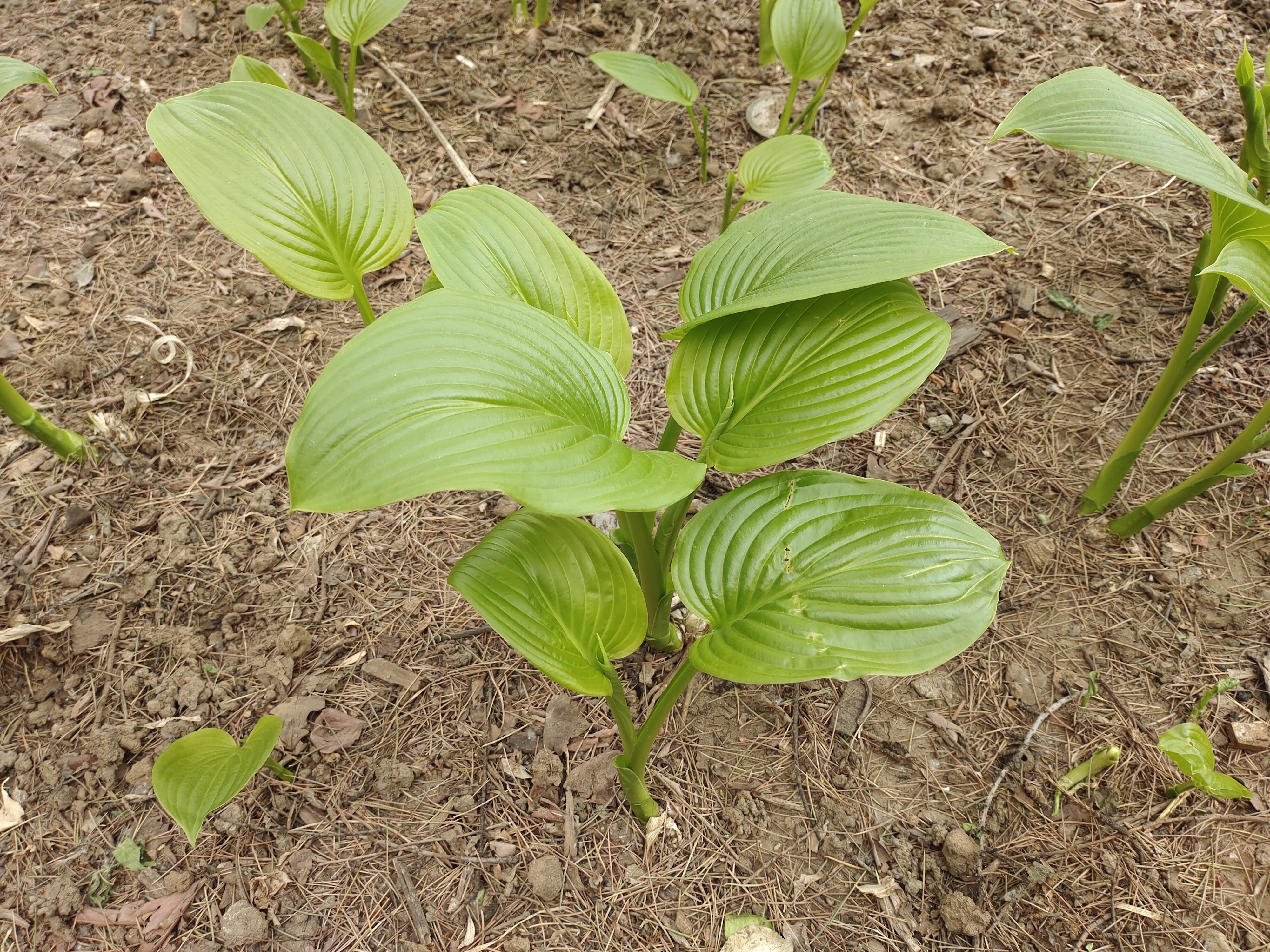 为什么植物以绿色为主,而不是其他的颜色?...