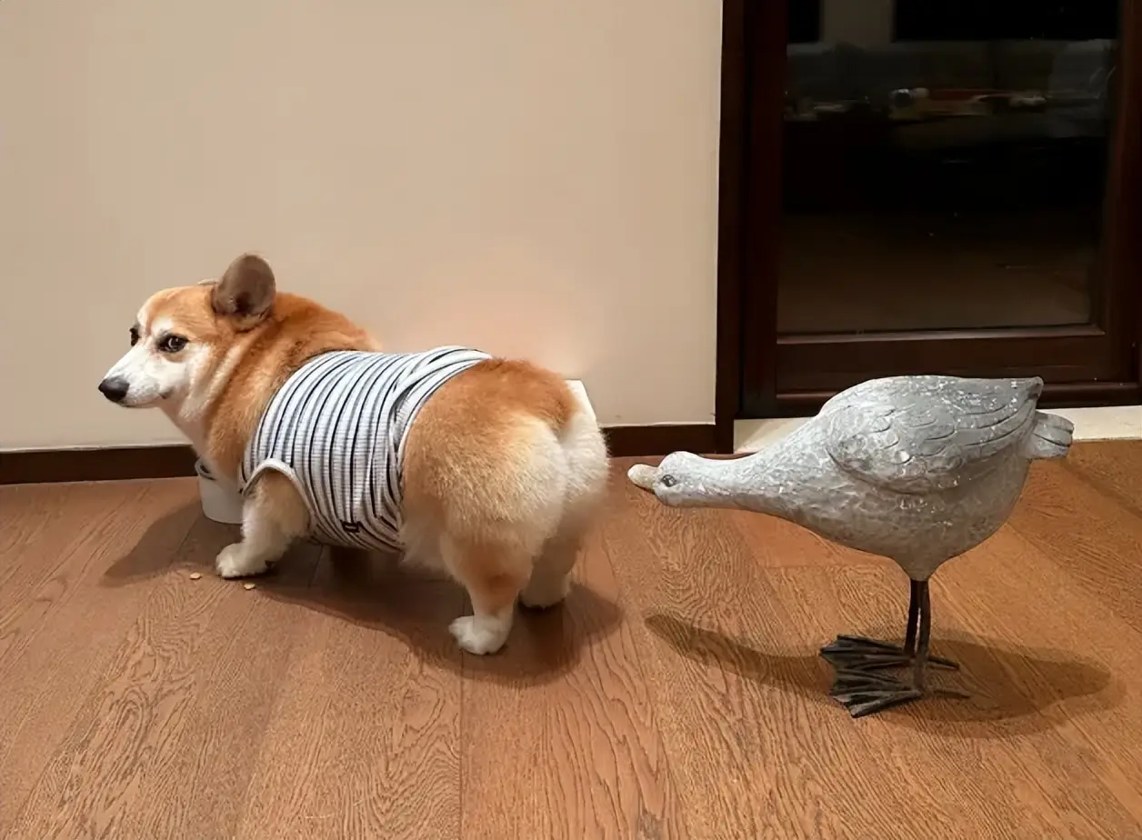 狗的弱点在哪里？被疯狗攻击时到底该怎么办？