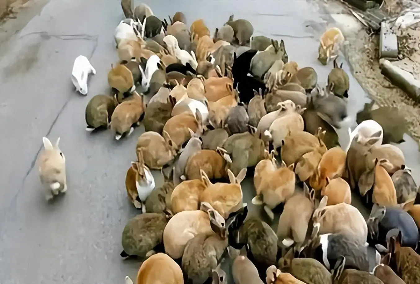 澳大利亚兔子泛滥，我们可以用吃的办法解决吗？...