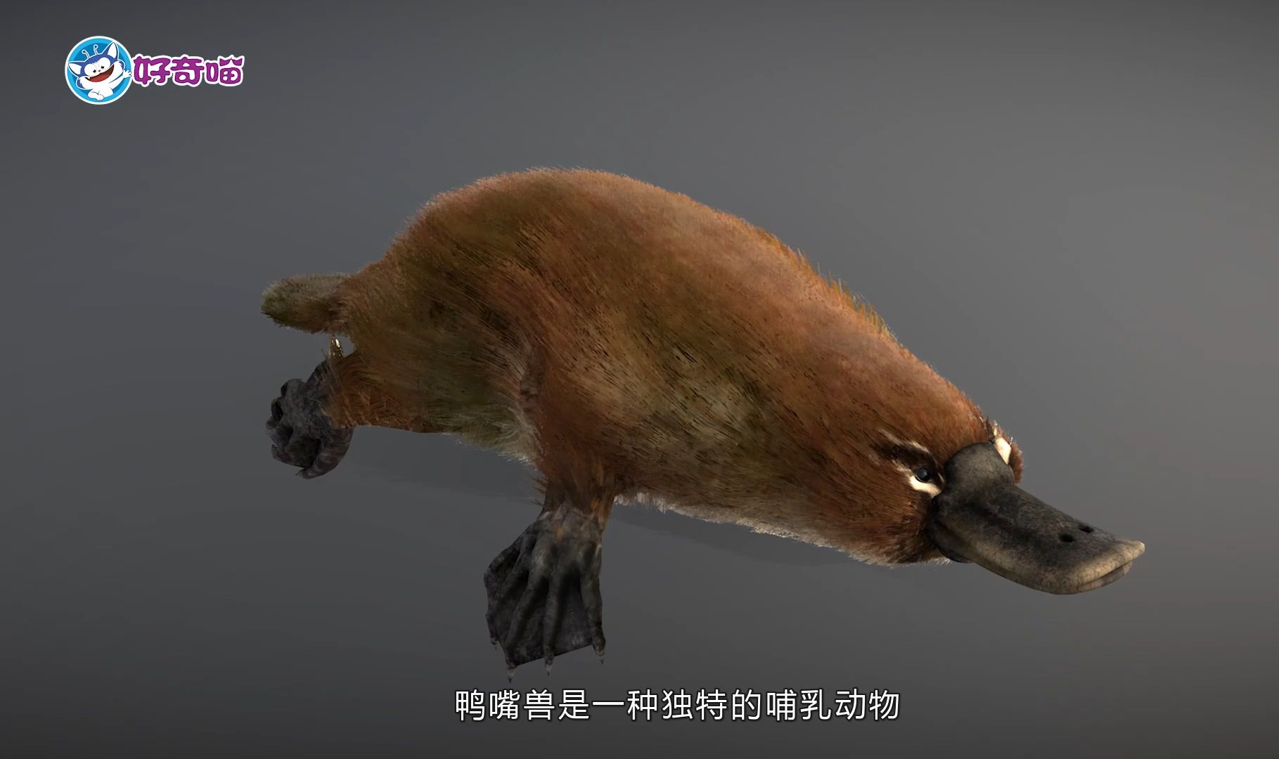 为什么哺乳动物极少用毒？...