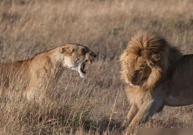 为什么有人说非洲雄狮一生中要流浪两次?...