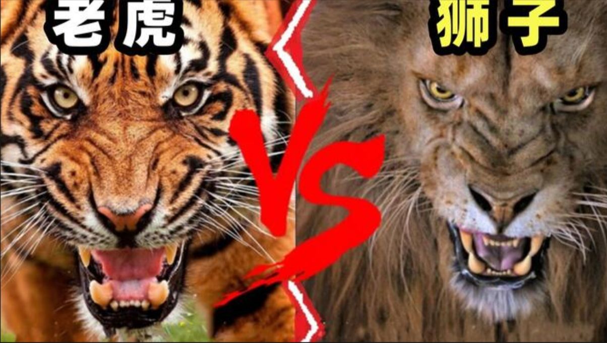 被老虎舔一下真的会掉一层皮吗？老虎到底比狮子厉害吗？