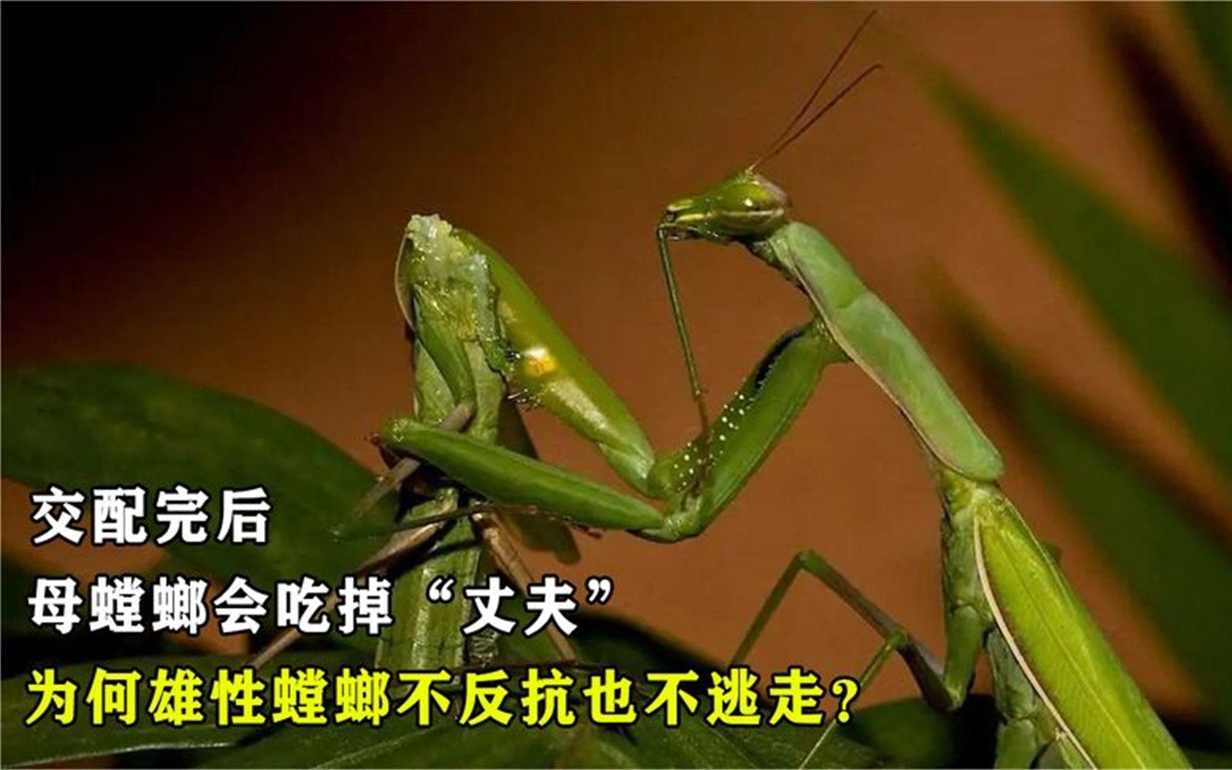 动物交配后吃掉伴侣 螳螂蜘蛛为何这么做