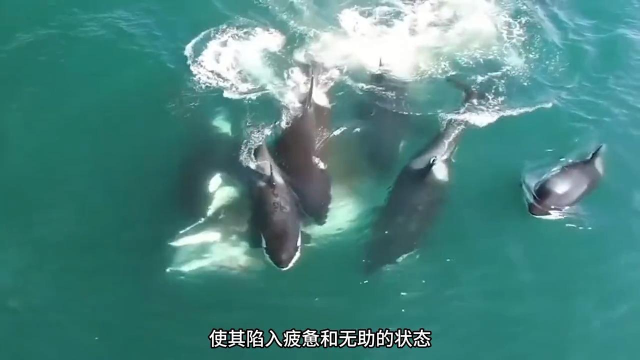 15米长蓝鲸误入繁殖地，被虎鲸分食，体型相差巨大为...