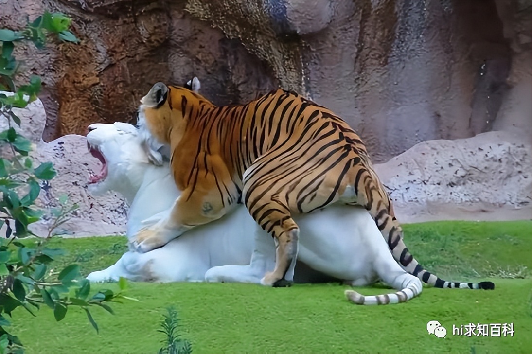 世界上有哪些动物会“自杀式”交配？真相到底是什么？