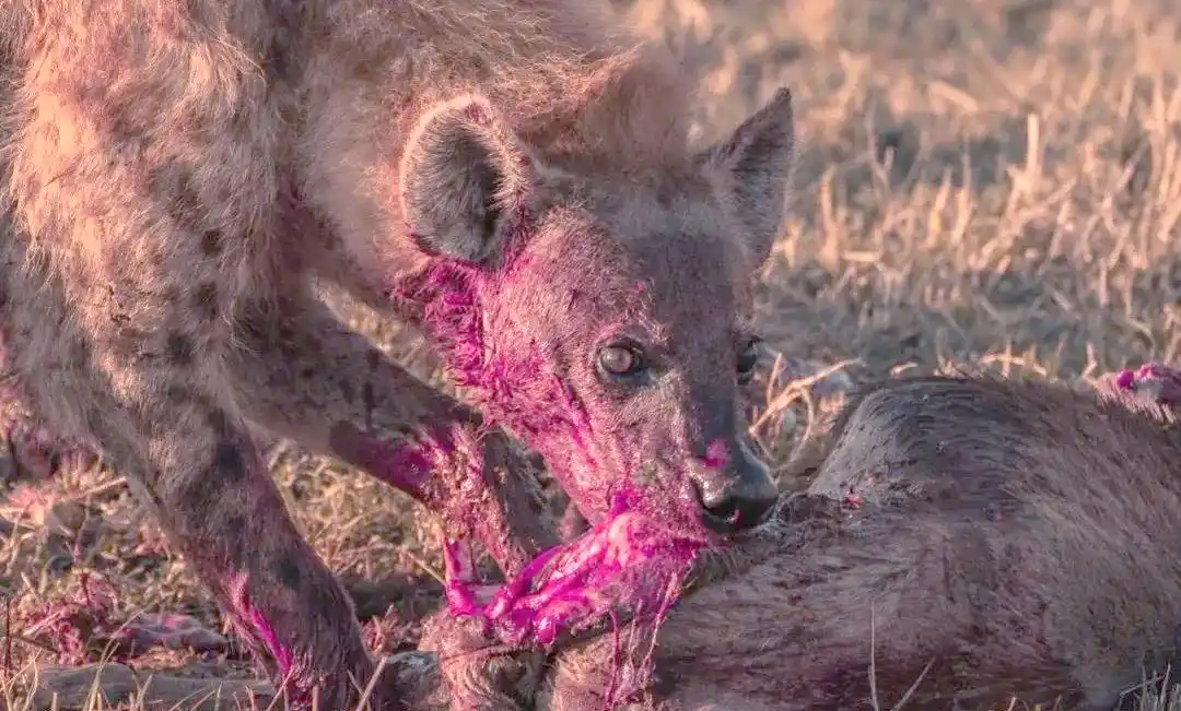 非洲鬣狗真的会攻击人类吗？遇到鬣狗该如何自救？