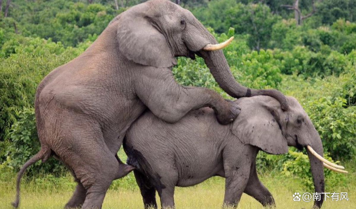 地球上交配最持久和次数最多的动物是什么？...