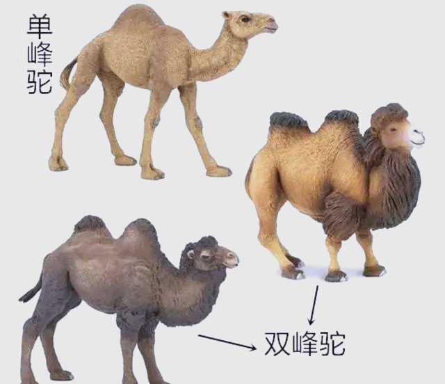 很少听说骆驼被食肉动物捕杀，是没有天敌，还是因为其...