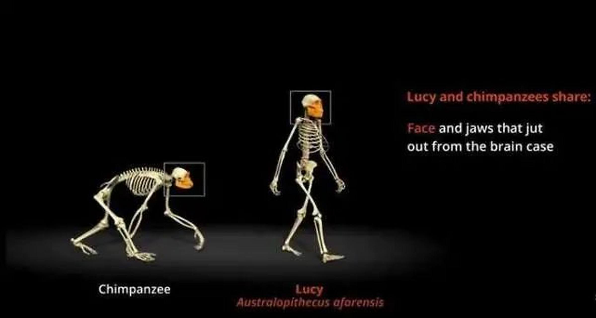 为什么许多动物出生就能走路，而人类婴儿却那么弱小？