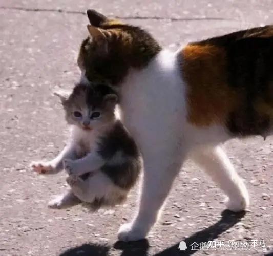 人类容易犯错原因 生理结构不合理之处