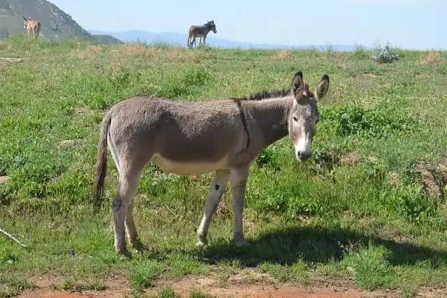 面对食肉动物，食草动物有能力反抗，为什么它们总是选...