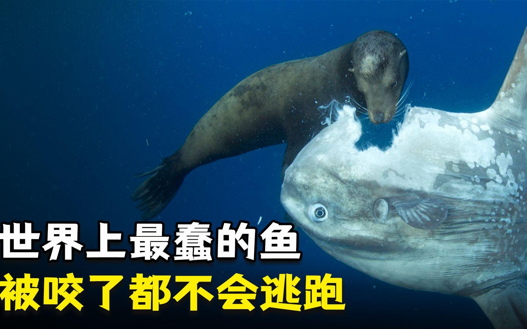 被海狮咬也不逃跑的蠢萌翻车鱼,为什么没有灭绝?...