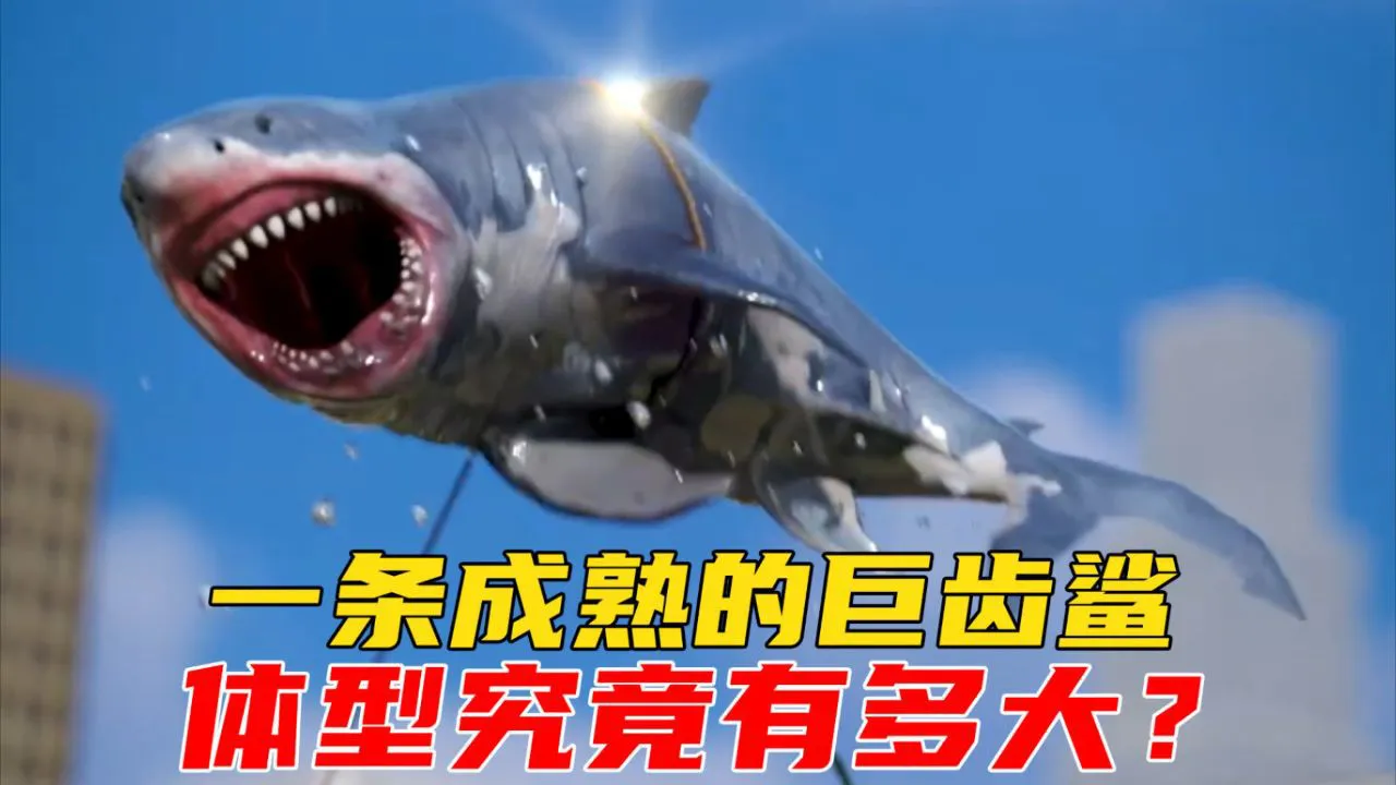 巨齿鲨还存在吗？夏威夷巨型鲨鱼到底是啥来头？