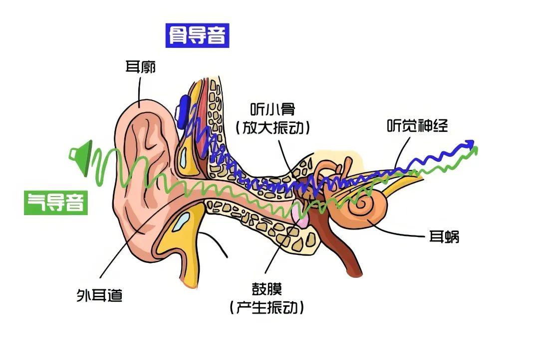为什么听自己录音的声音会觉得特别“难听”？