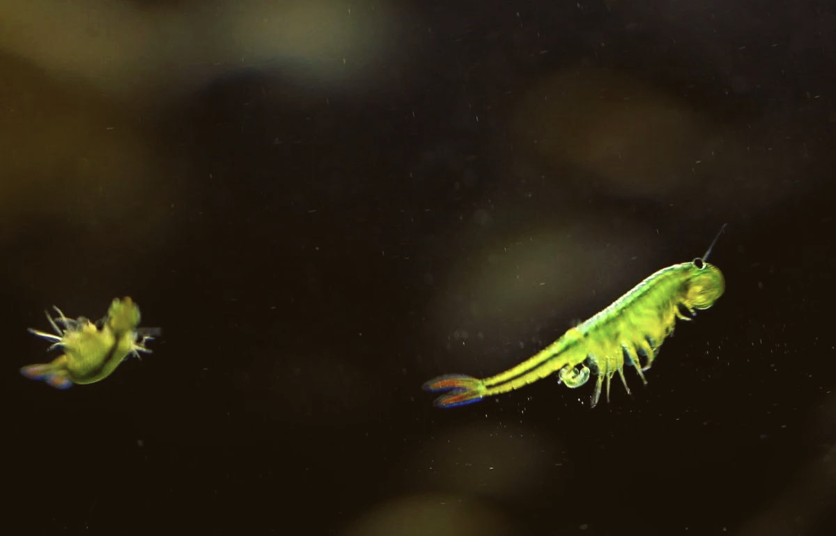 江苏发现恐龙时代的仙女虾！虾卵开水煮仍可孵化，为何...