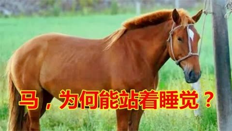 马为什么要站着睡觉？难道不累吗？...