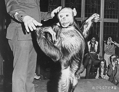 黑猩猩杂交实验,5名人类女性曾主动参与,最终结果如...