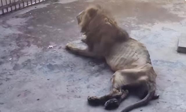 为什么有人说:晚年狮子会被饿死,而老虎却不会?有科...