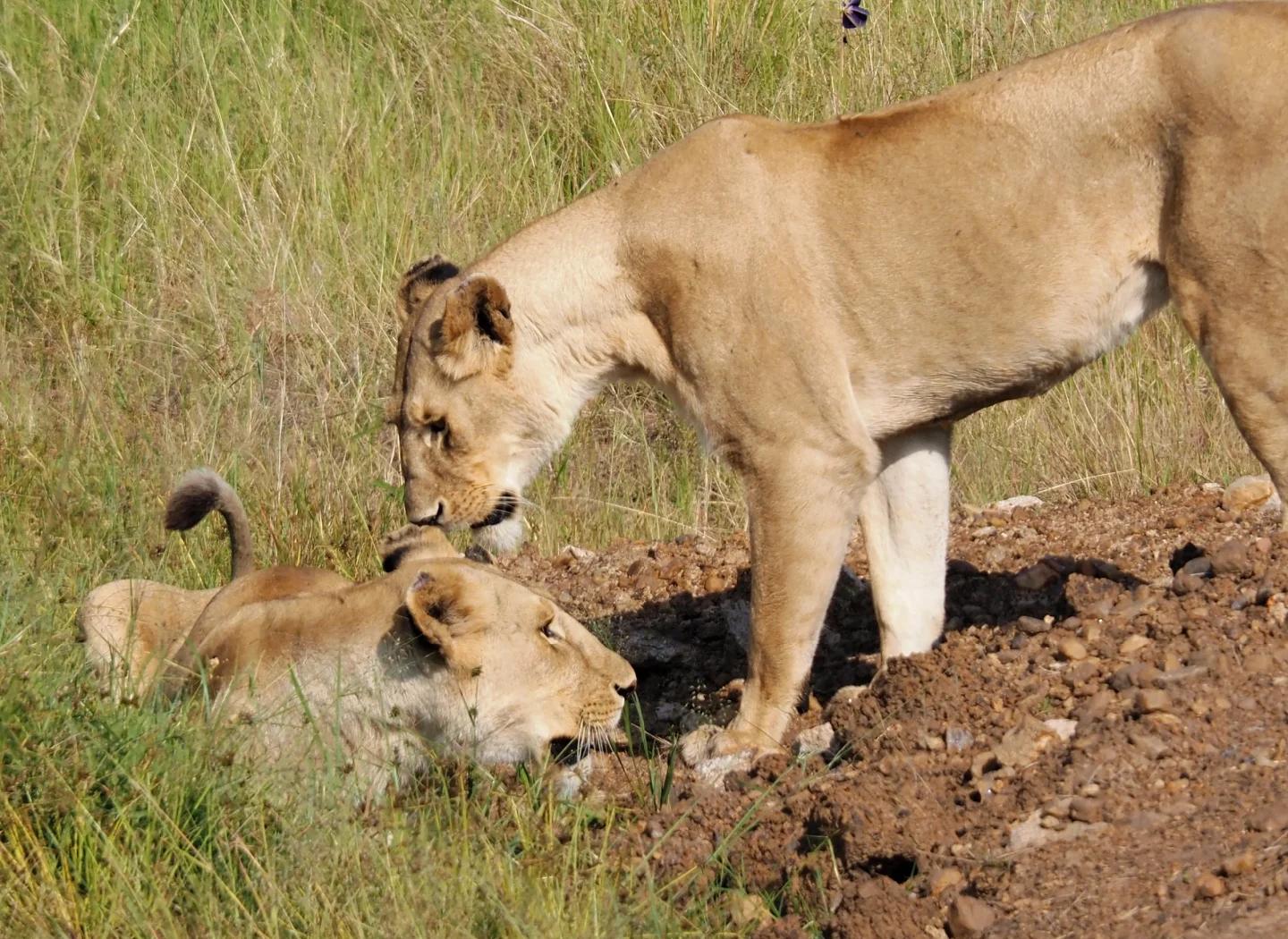 狮群中的母狮会被怎样对待？雄狮挑战狮王时雌狮为何不帮忙？