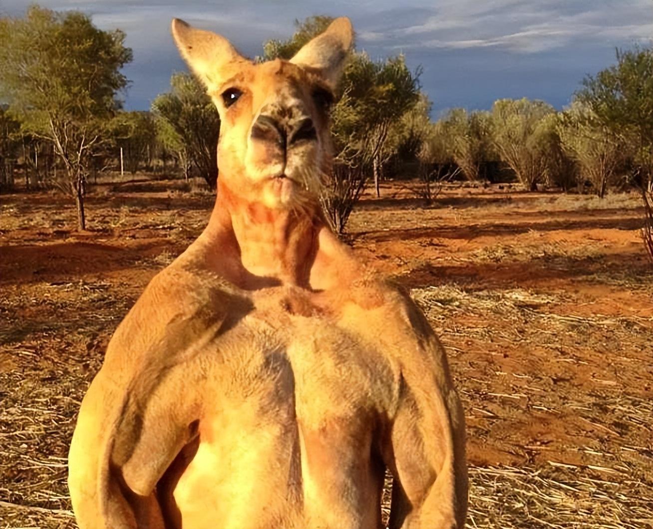 袋鼠真的会攻击人吗？遇到袋鼠我们该怎么办？