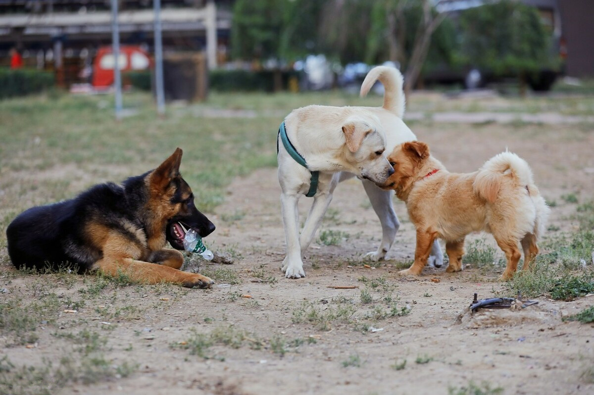 狗狗近亲繁殖,甚至回交!难道它们认不出母亲和兄弟姐...