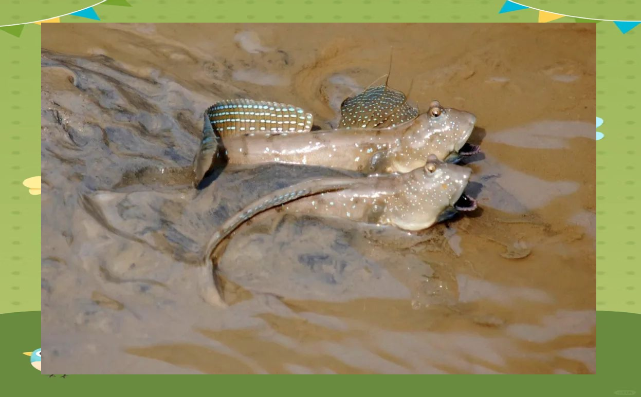 跳跳鱼为何可以在陆地上生存？它们是如何呼吸的？...