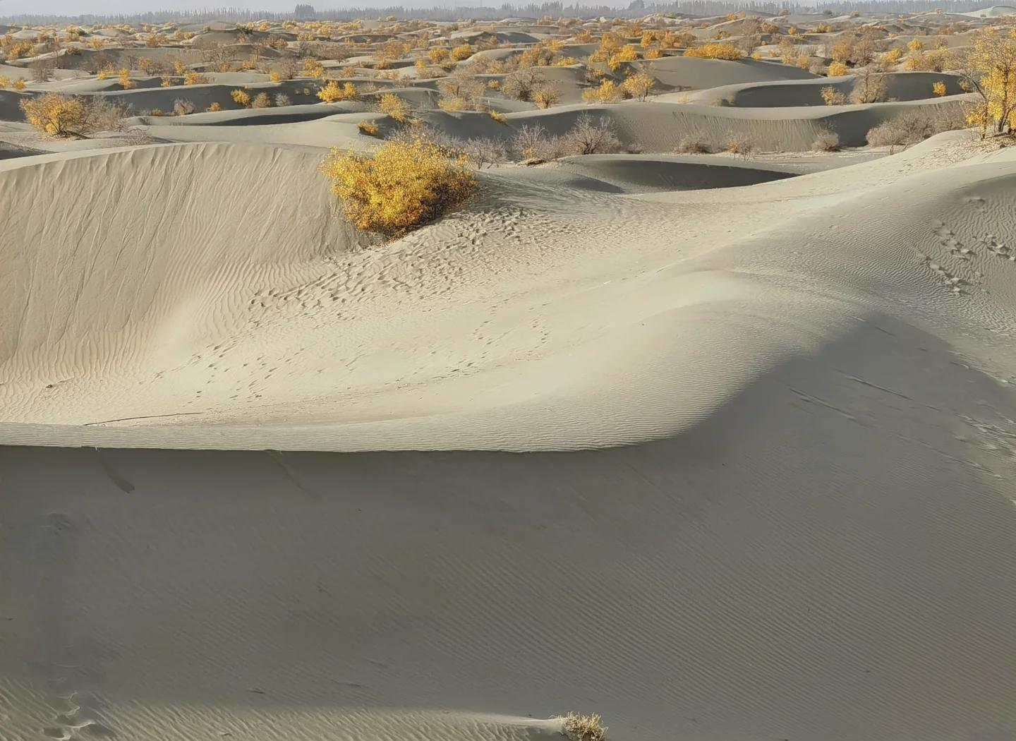 厚15cm!冷沙漠阿塔卡马迎来8月降雪,极端天气为...