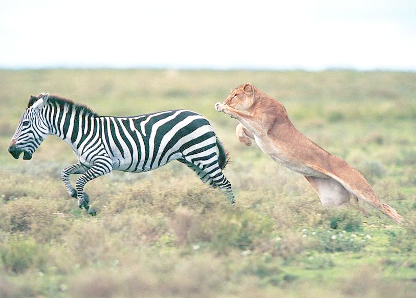 狮子捕猎分工揭秘 雄狮不捕猎的真正原因