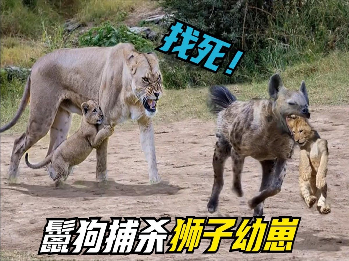 狮子不杀光鬣狗的原因 草原霸主为何容忍宿敌